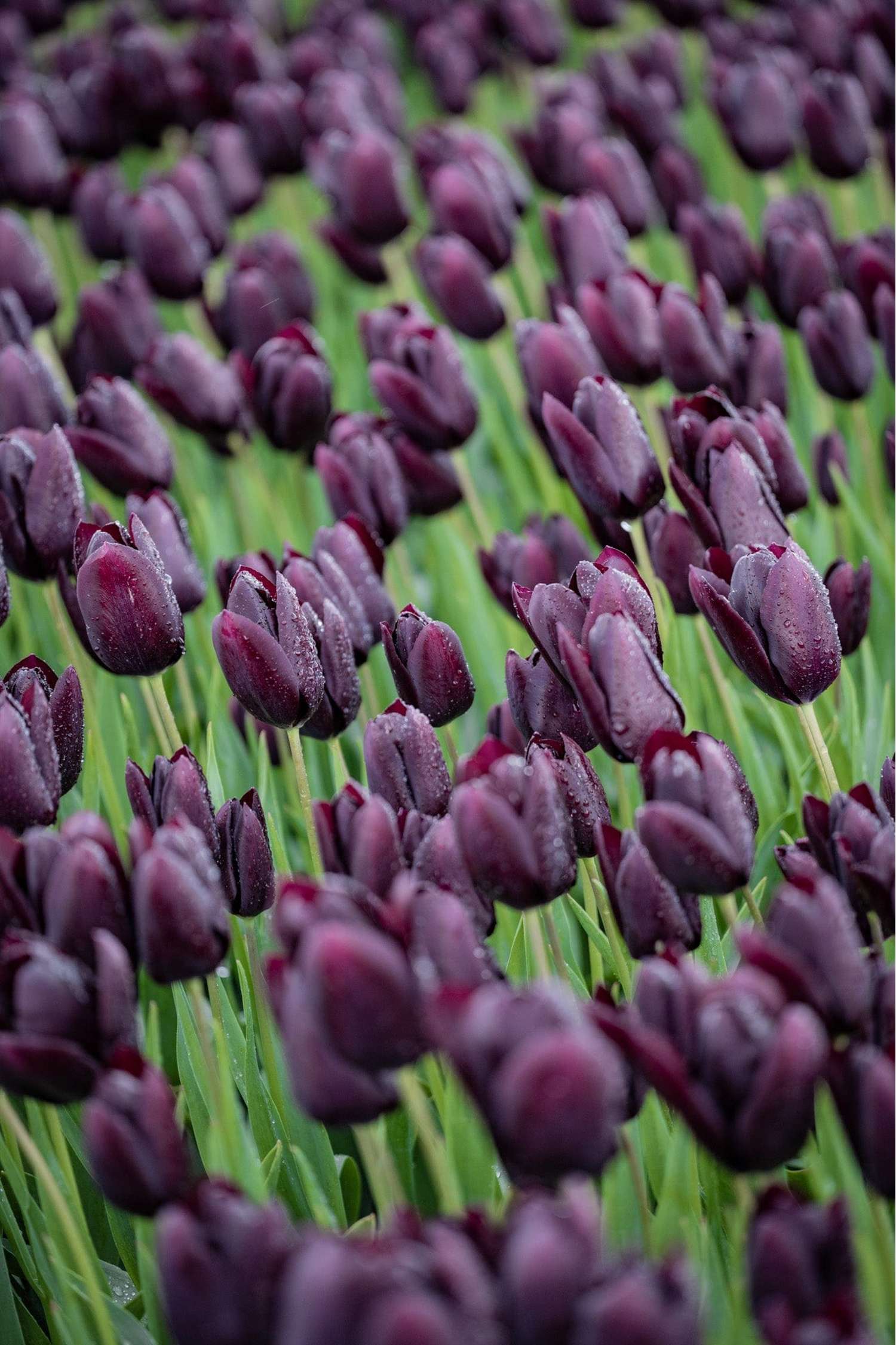 Tulppaani 'Queen of Night'